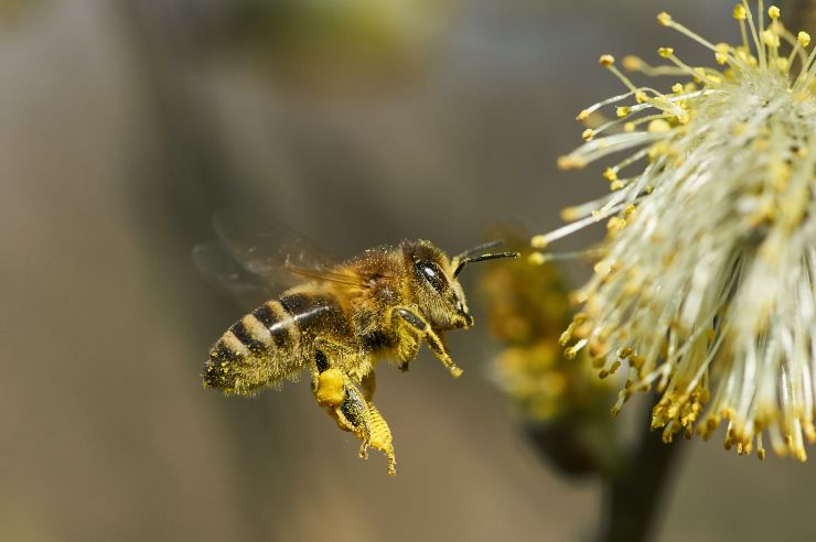 El polen de adhiere al cuerpo de las abejas