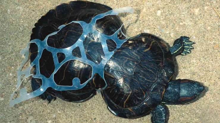 el plastico mata animales marinos