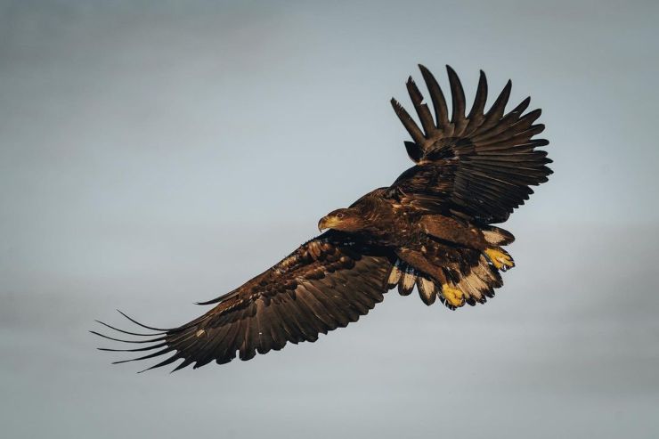 Fotos de animales salvajes de Suecia