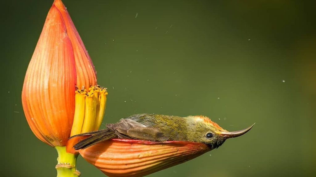 imágenes para sonreír hoy que nos regala la naturaleza