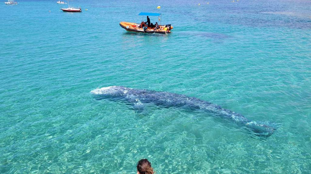 Wally, la ballena gris que deambula en el Mediterráneo (Foto Secretaría de Medioambiente y Territorio del Gobierno de las Islas Baleares - Twitter).
