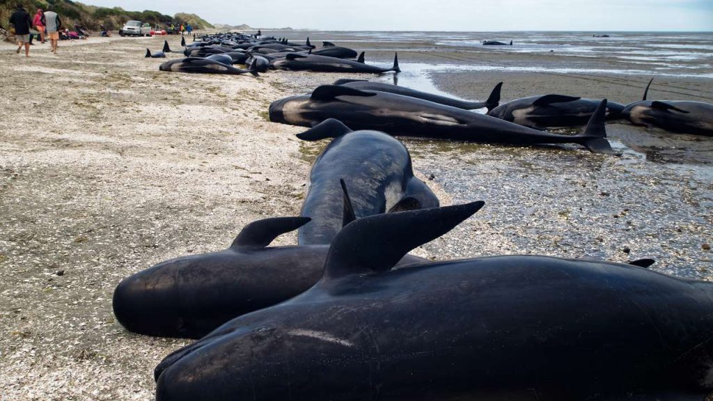 ¿Sabías que nuestro ruido afecta la vida de los animales marinos?