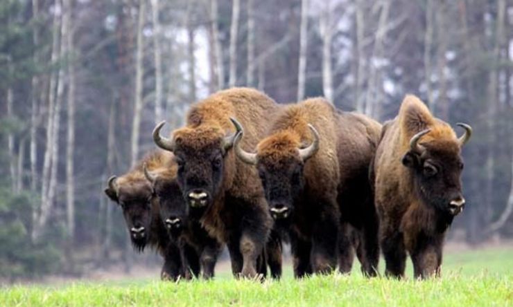 Parque Nacional de Bialowieza, Polonia