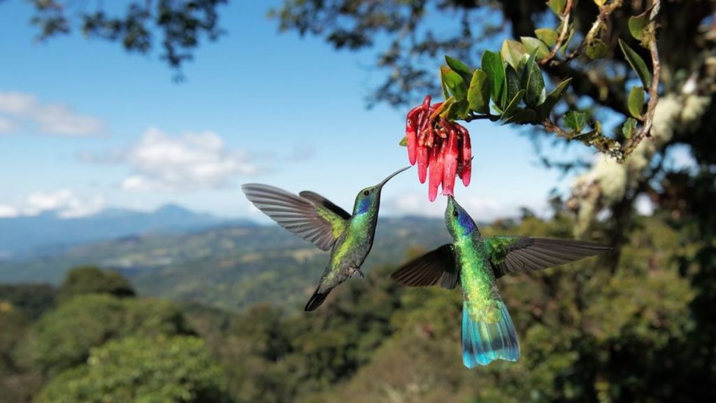 Día de la biodiversidad: por qué su pérdida será nuestra ruina