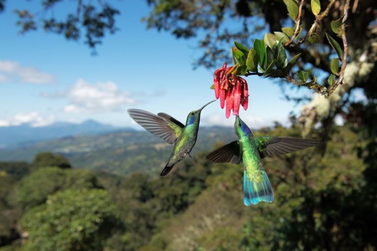 Día de la biodiversidad: por qué su pérdida será nuestra ruina