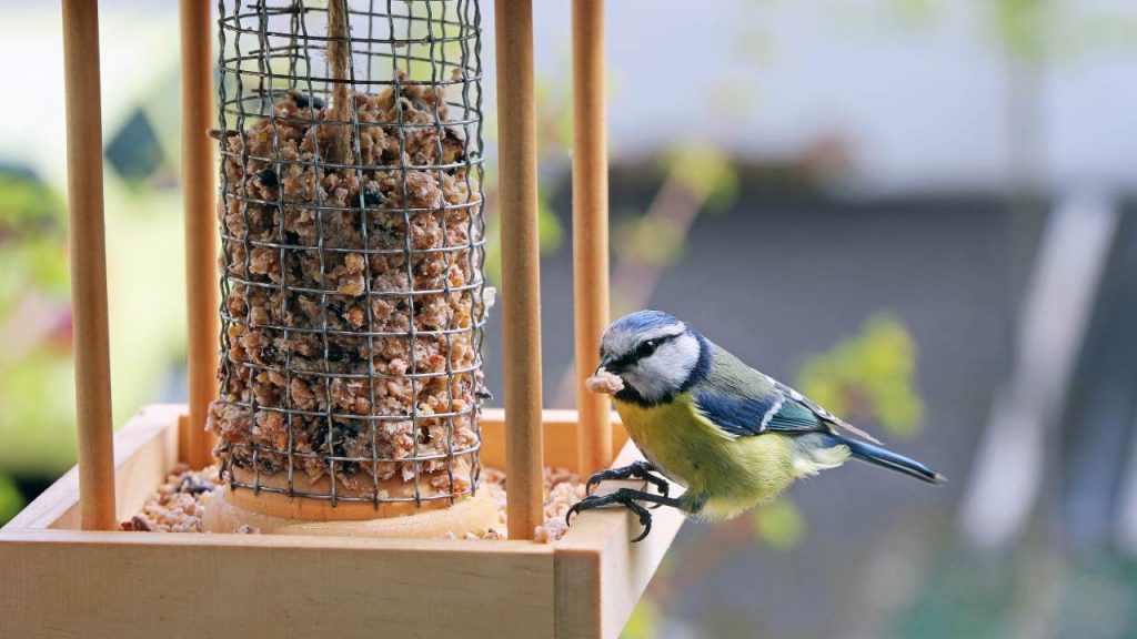 Construye comederos para aves silvestres con solo 3 elementos