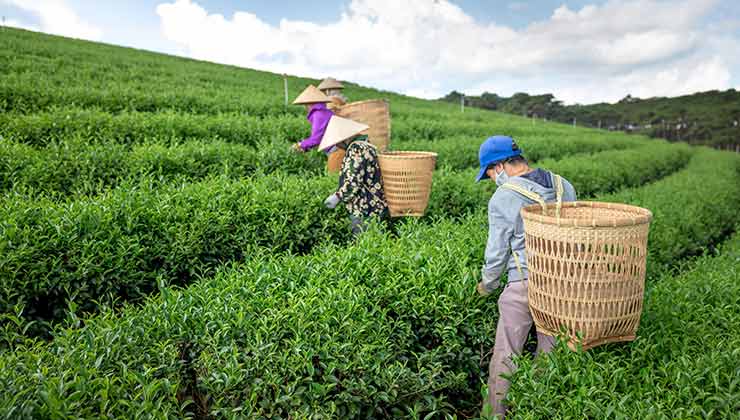 Millones de personas alrededor del mundo dependen de la producción de té (Foto de Quang Nguyen