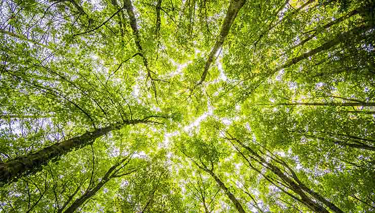 Las empresas de triple impacto están pensadas para cuidar el ambiente desde su concepción (Foto de Felix Mittermeier - Pexels).