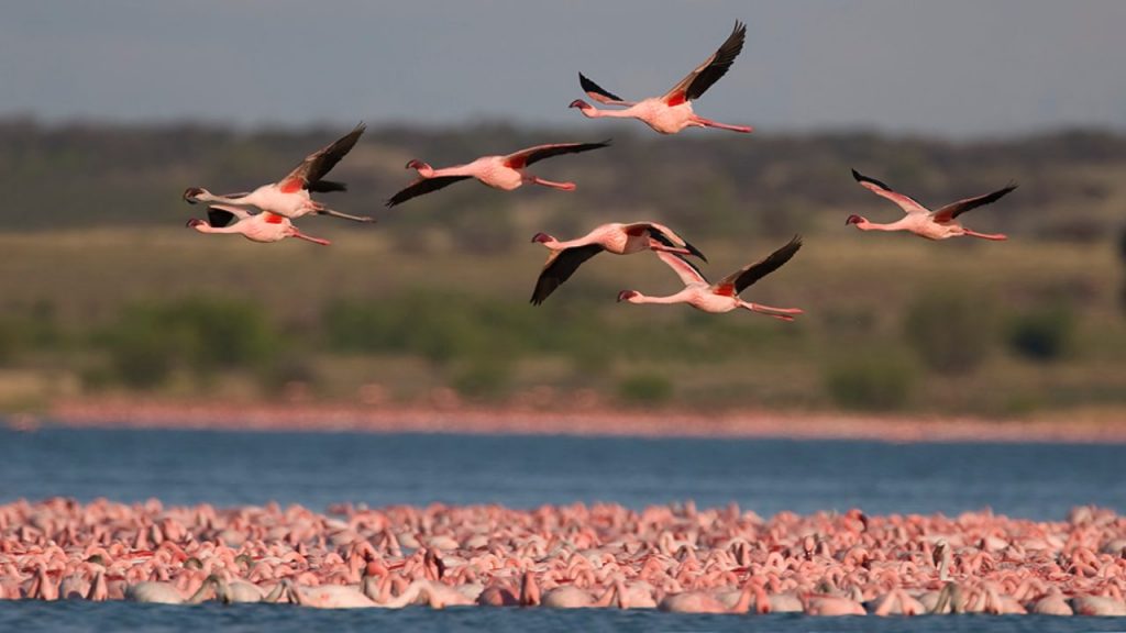 flamencos1