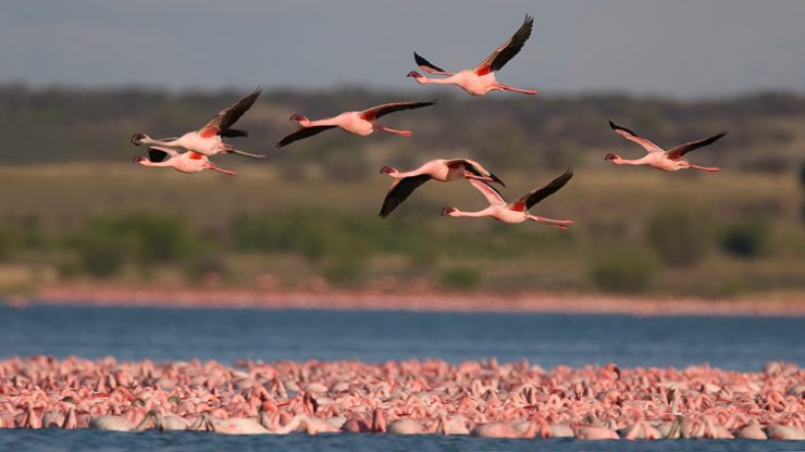 Las aves migratorias nos conectan mas allá de las fronteras