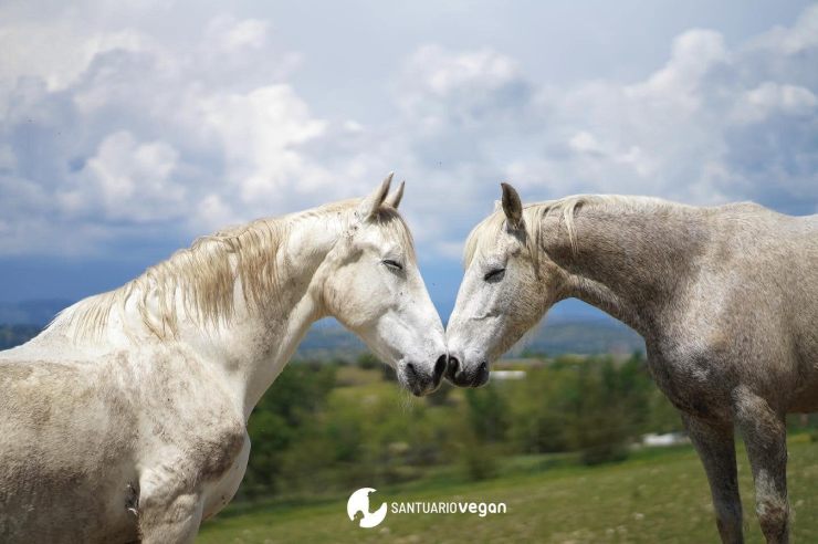 historia caballos