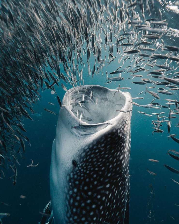 La magia de los tiburones ballena