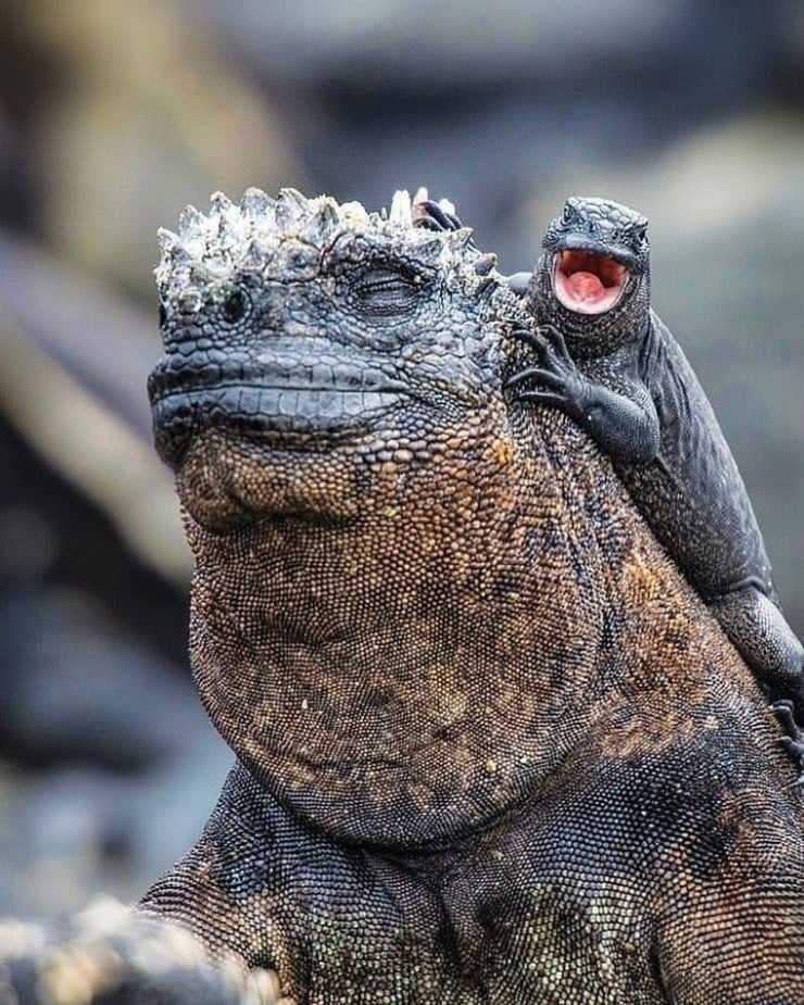 Iguana y lagarto en las Galápagos