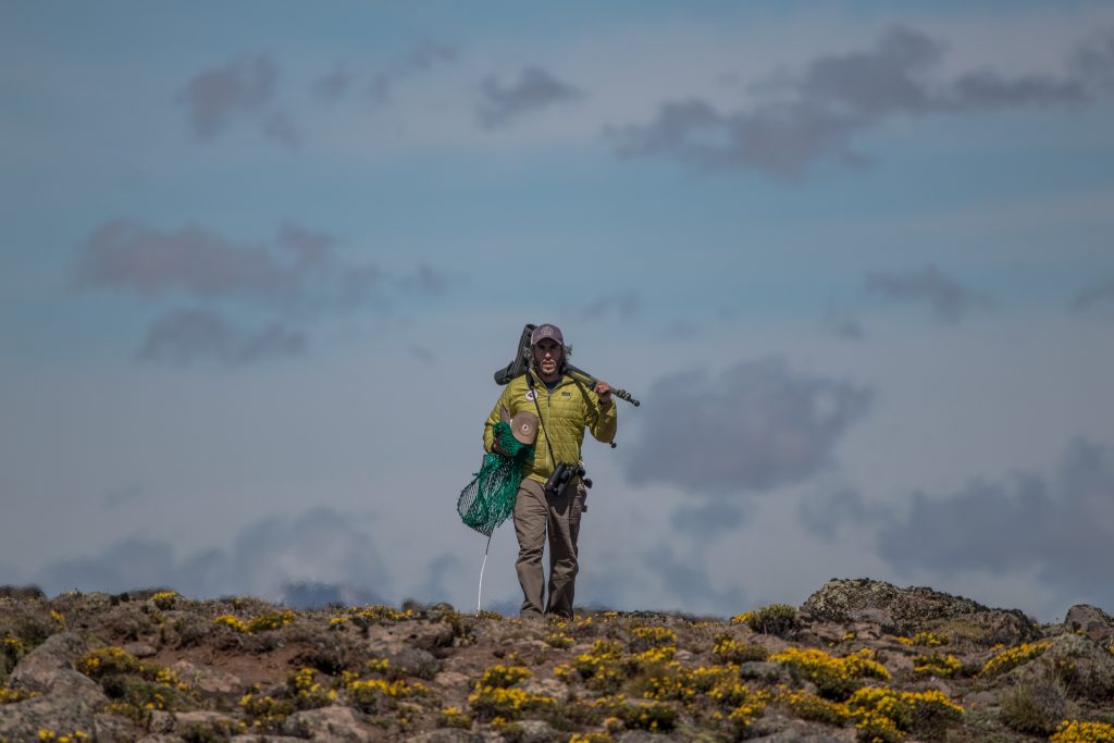 El biólogo Carlos Roesler trabaja salvar a la especie en la Patagonia argentina (Foto Aves Argentinas).