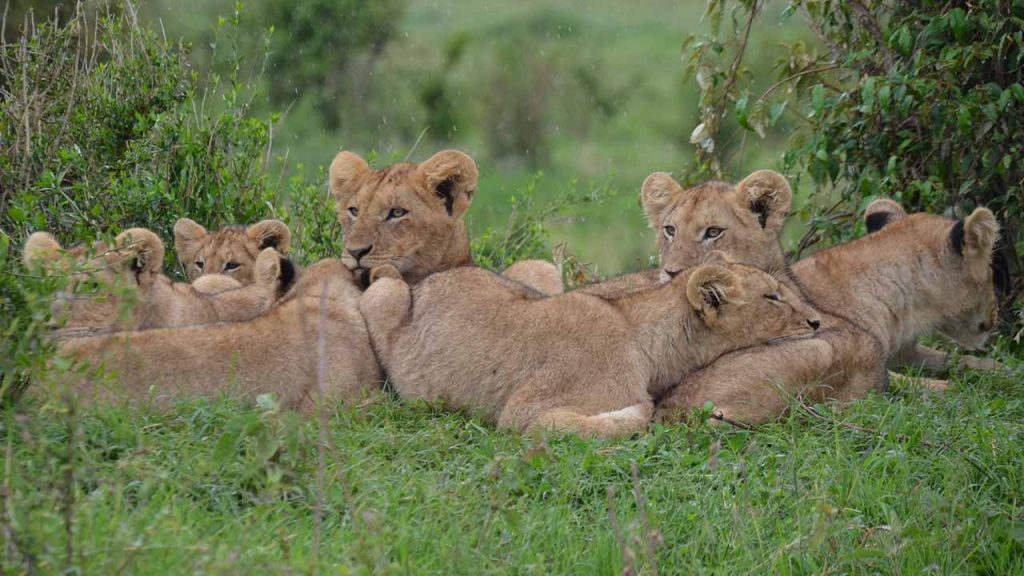 Los leones criados en cautiverio representan una amenaza para la fauna silvestre y la economía local (Foto de Irina Anastasiu - Pexels).