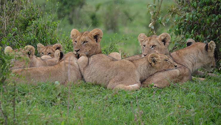 Los leones criados en cautiverio representan una amenaza para la fauna silvestre y la economía local (Foto de Irina Anastasiu - Pexels).