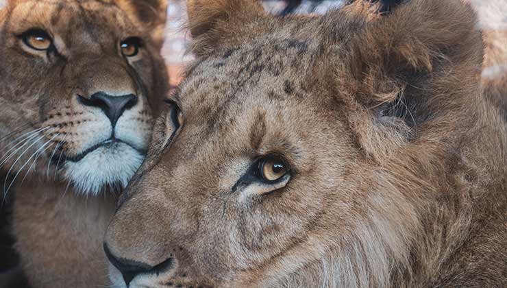 Los leones que son criados en cautiverio para caza están sentenciados a muerte desde el momento en el nacen (Foto de Vincent Ma Janssen - Pexels).