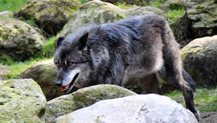 En Idaho se podrán contratar exterminadores profesionales para matar lobos (Foto de Waldemar Brandt - Pexels).