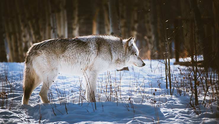 La aprobación de esta ley genera polémica en Idaho (Foto de Irina Babina - Pexels).