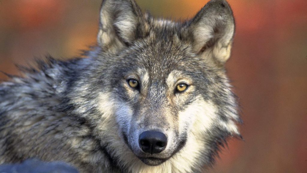 Idaho planea reducir su población de lobos salvajes de 1.500 individuos a 150 (Foto de Pixabay - Pexels).