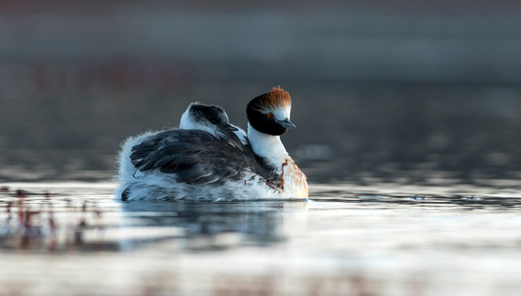 El maca tobiano sufre de diversas amenazas ocasionadas por acción del hombre (Foto de Aves Argentinas).