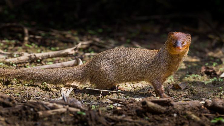 Las especies invasoras son la segunda causa de pérdida de biodiversidad