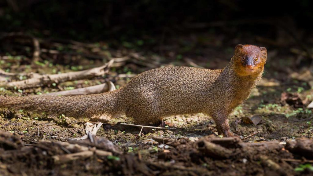 Las especies invasoras son la segunda causa de pérdida de biodiversidad