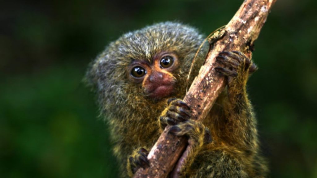 Mono leoncillo, el más pequeño y tierno del mundo