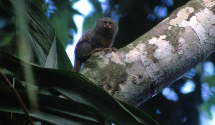 Mono leoncillo en Ecuador