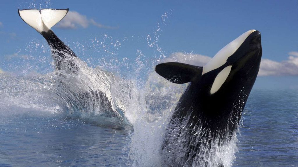 Orcas: una espectacular cacería frente a unos buzos captada en video