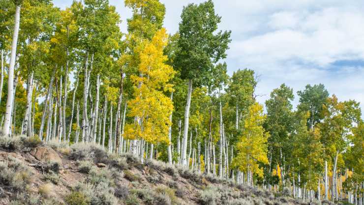 Pando es el mayor organismo vivo del planeta