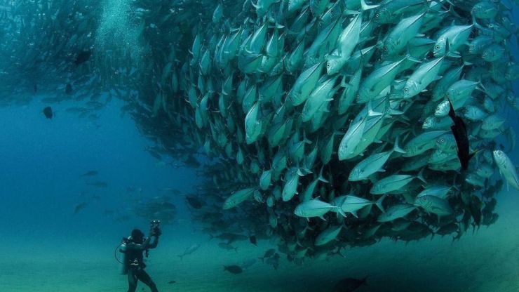 Para maratonear el finde: 5 documentales a favor de la vida marina