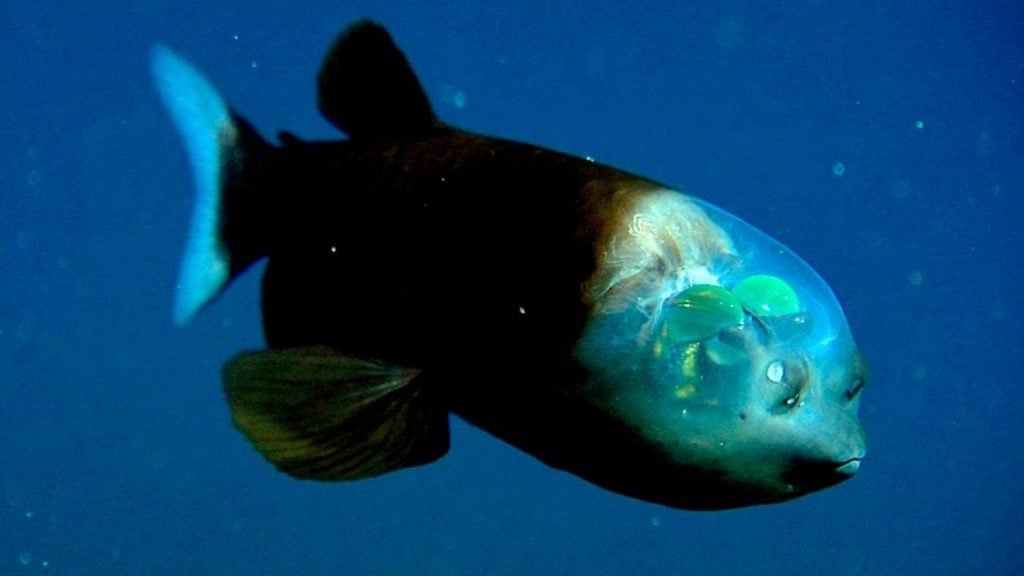 Vida en las profundidades: conoce el asombroso pez cabeza transparente