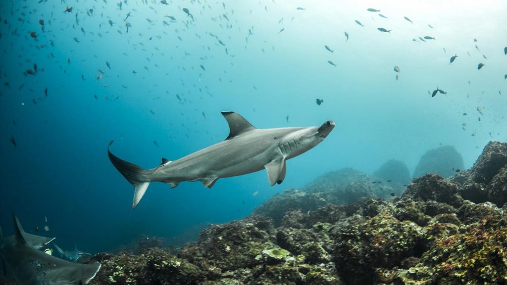 Una de las ganadoras de la edición 2019 de los Whitley Awards se destacó por su trabajo de conservación con el tiburón martillo (Foto: witleyaward.org).