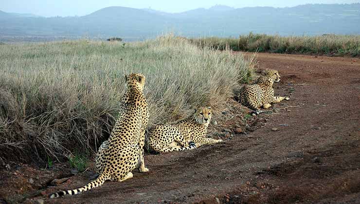 Lewa es un santuario de vida salvaje en Kenia que integra la lista verde de la IUCN (Foto de Kevin Walsh - Wikipedia).