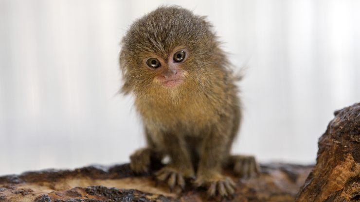 ¿Quieres conocer al mono más pequeño y tierno del mundo?