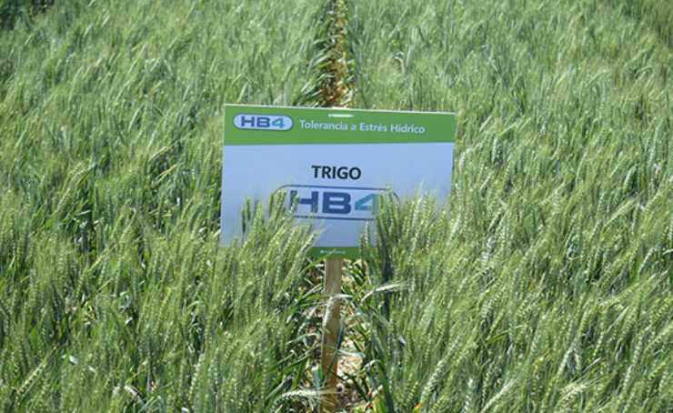 trigo HB4