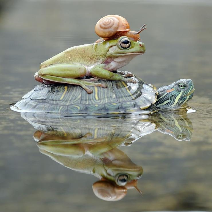 mundo animal: trío de amigos de paseo