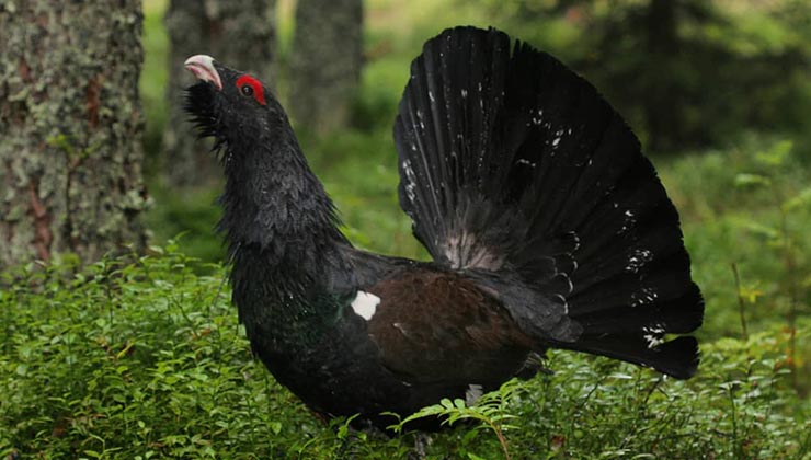 El urogallo occidental, una de las especies en peligro crítico de extinción que protegen los parque naturales de España (Foto Europarc - Instagram).