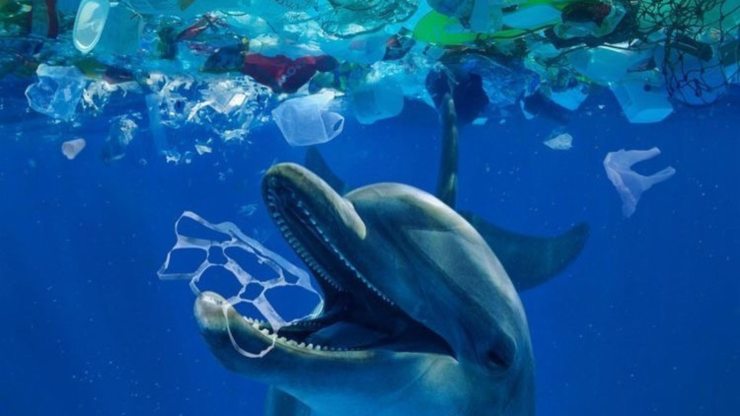 el plastico mata animales marinos
