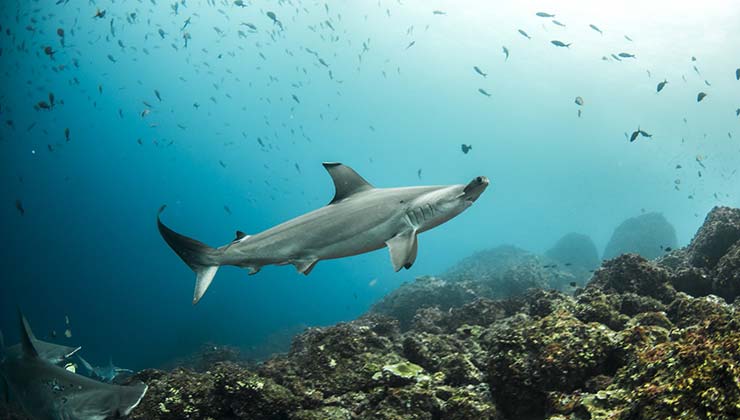 Una de las ganadoras de la edición 2019 de los Whitley Awards se destacó por su trabajo de conservación con el tiburón martillo (Foto: witleyaward.org).