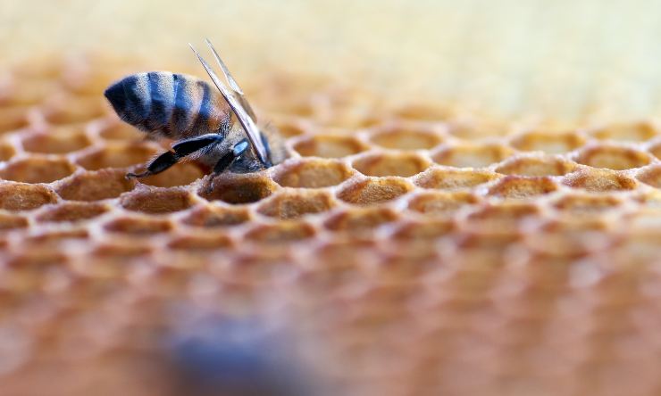 los beneficios terapeuticos de la miel