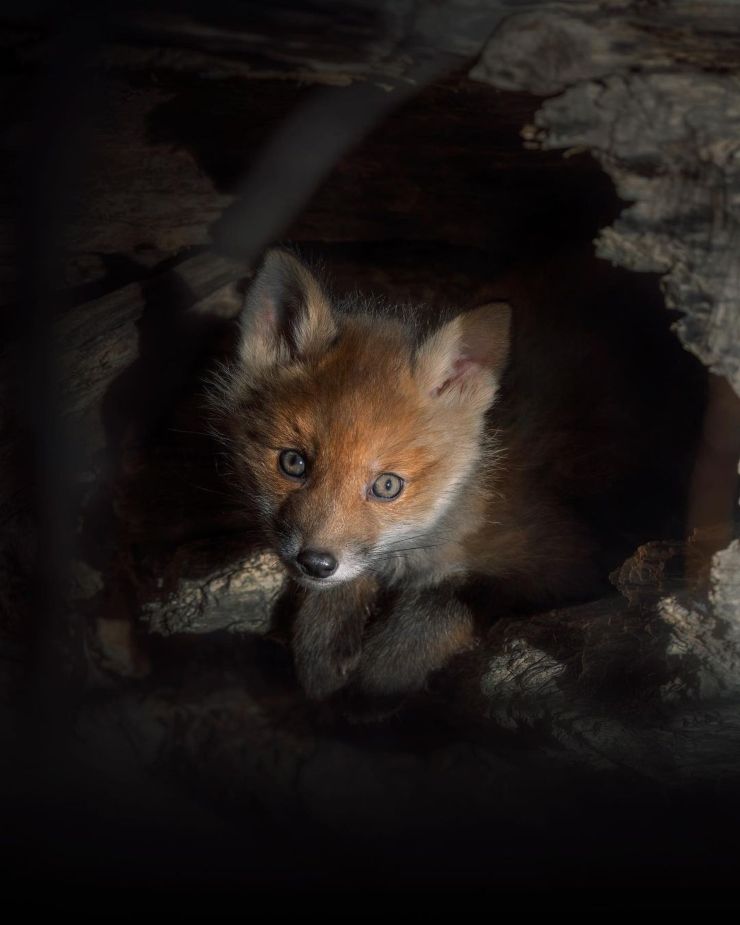 Fotos de animales salvajes de Suecia