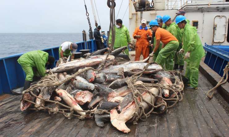 dia mundial de la pesca ilegal 