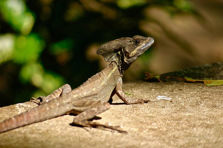 Roatán, Honduras