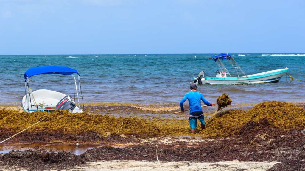Sargazo, el alga invasora que amenaza al caribe mexicano
