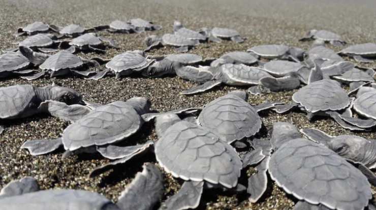 Camadas de tortugas intentando llegar al mar