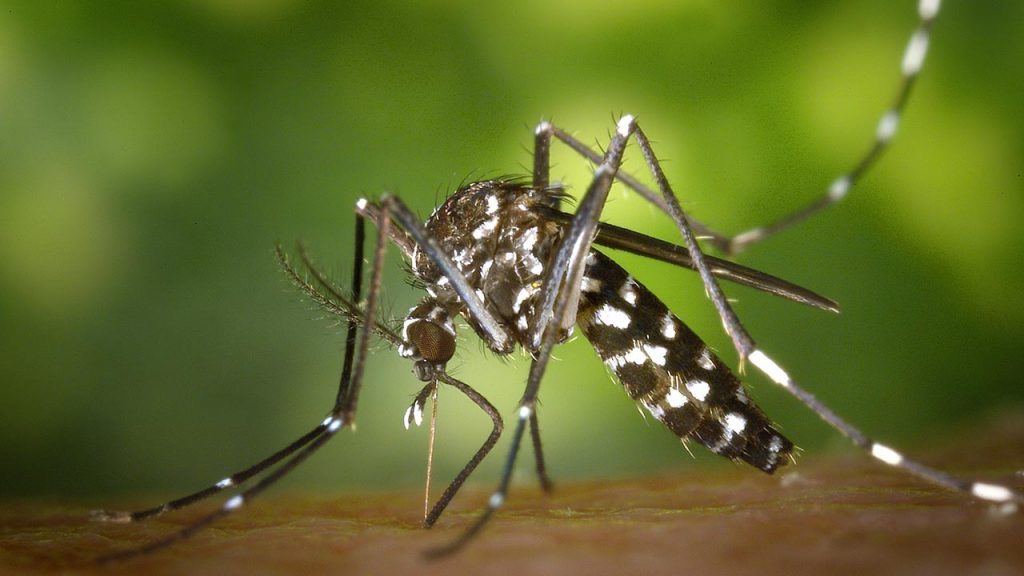 Los mosquitos utilizados para estas pruebas son de la especie Aedes aegypti (Foto: Pixabay - Pexels).