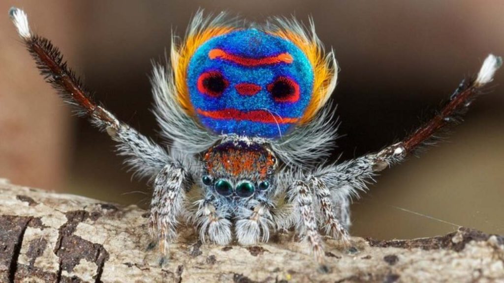 Datos fascinantes sobre el cortejo de la pequeña araña pavo real