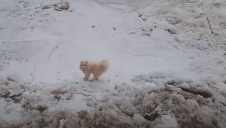 El rompehielos ruso rescató a este perro atrapado en el Ártico (Foto: captura de video).